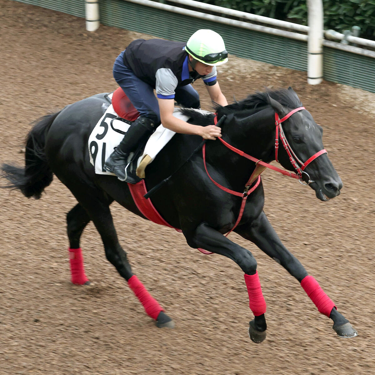 【ＣＢＣ賞】グレイトゲイナーが坂路で４９秒４の一番時計　陣営「さらに上積みはある」