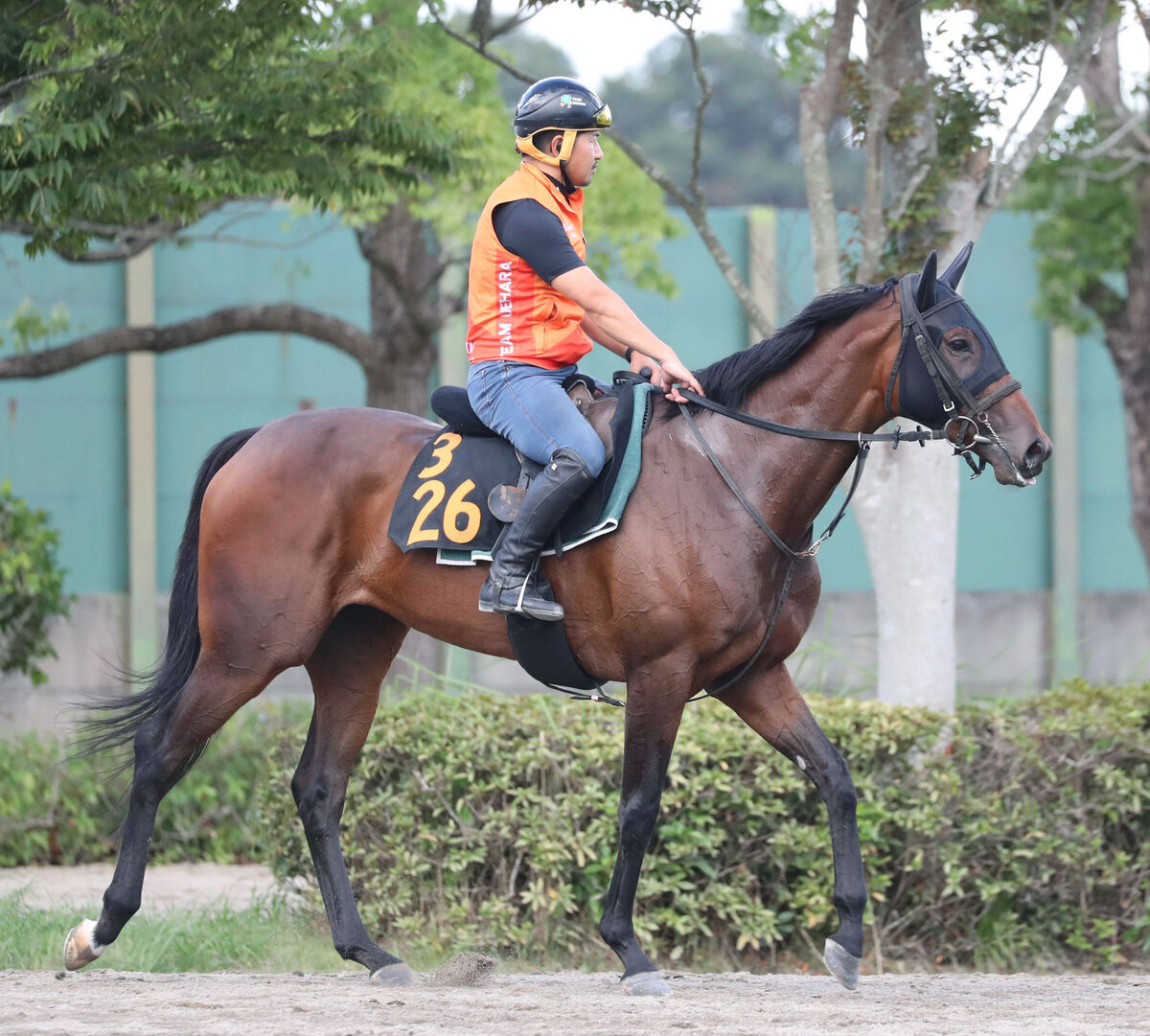 【京成杯ＡＨ】キャットファイトはソフト調整で重賞初Ｖ狙う　上原博調教師「精神的に大人になった」