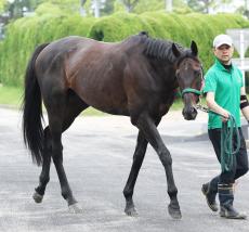 重賞３勝馬カラテは毎日王冠が秋初戦　小田切光オーナー「親交がある杉原ジョッキーに依頼しました」