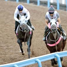 【セントライト記念】ラジオＮＩＫＫＥＩ賞３着のヤマニンアドホックが上々の伸び脚　辻調教師「動きは良かったです」