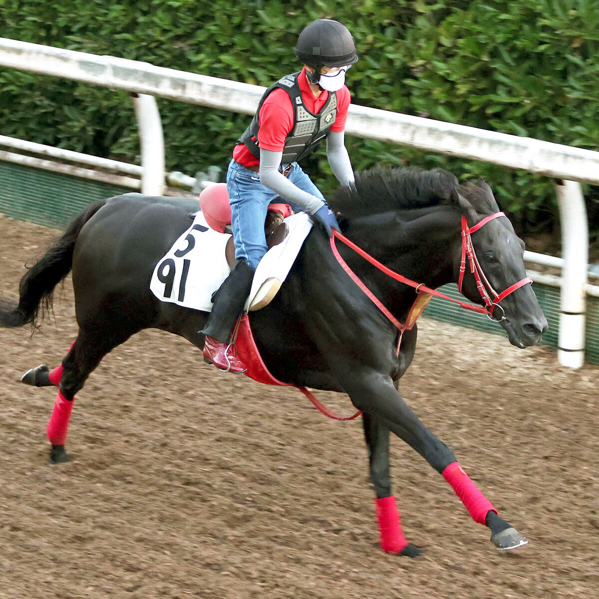 【セントウルＳ】グレイトゲイナーは坂路で軽快　陣営「馬の気持ちを優先できればいいレースに」