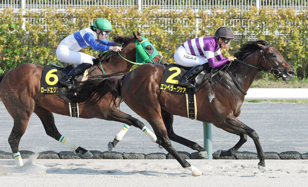 【中京１１Ｒ・エニフＳ】単勝１・２倍のエンペラーワケアがオープン２勝目　杉山晴調教師「賞金加算が最優先と」