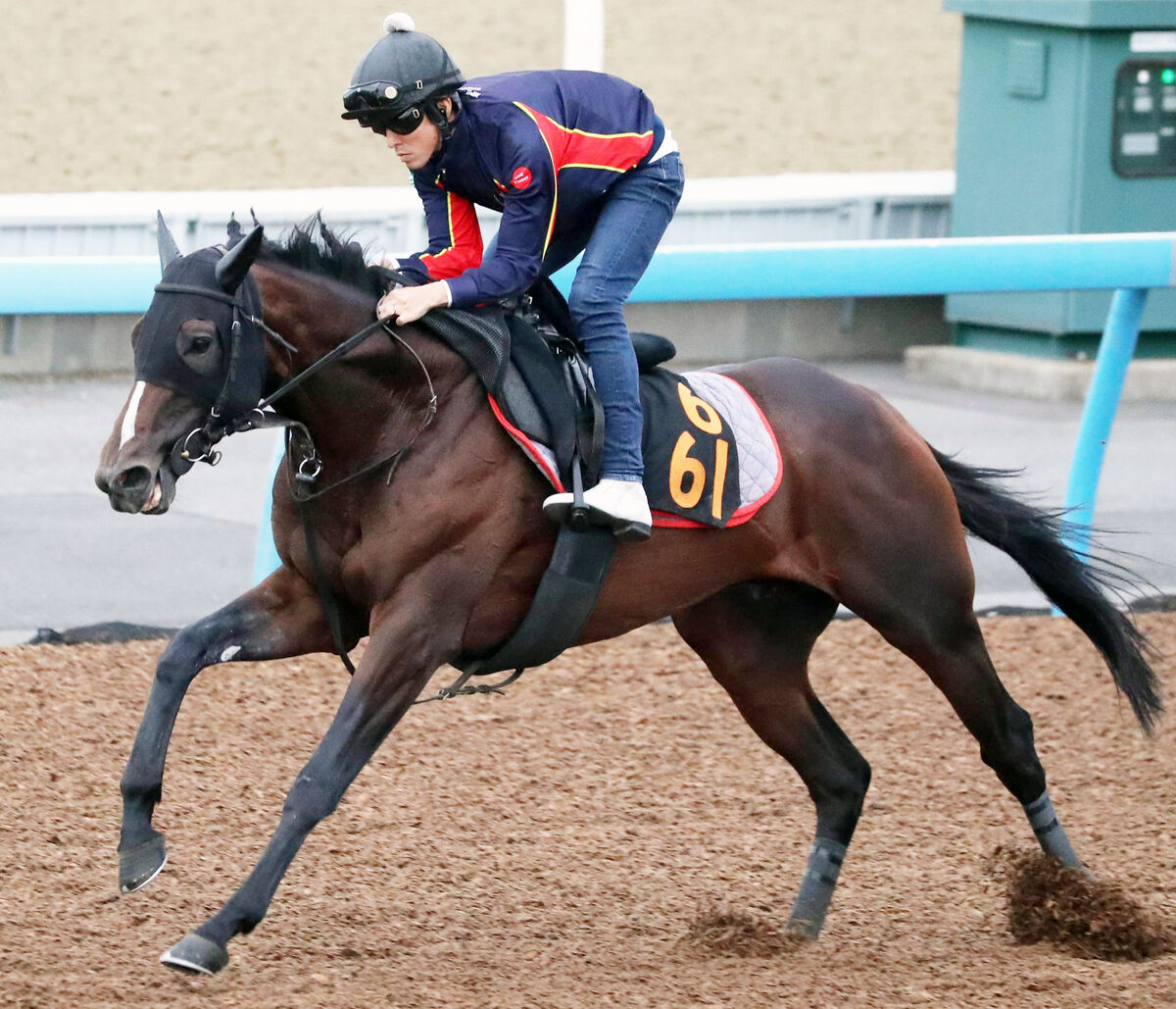 【セントライト記念・イシゴーの特注馬】良血スティンガーグラスのポテンシャルは十分通用の器