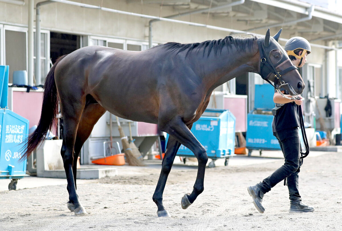 【セントライト記念】皐月賞２着馬がここから始動　加藤士調教師「ここを勝てば選択肢も広がる」