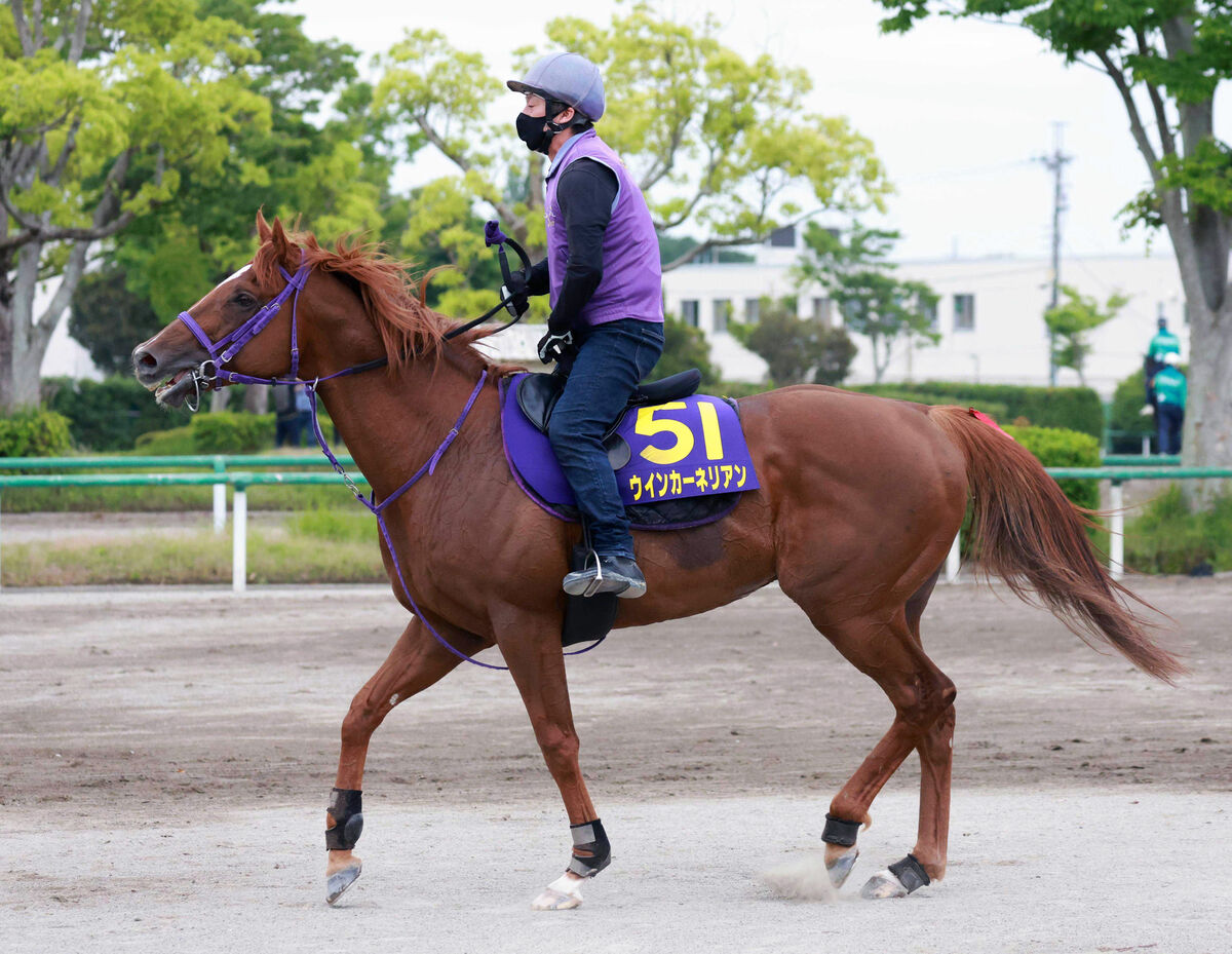 【注目馬動向】ウインカーネリアンが予定していたスプリンターズＳを回避　次走はスワンＳを三浦皇成騎手で予定