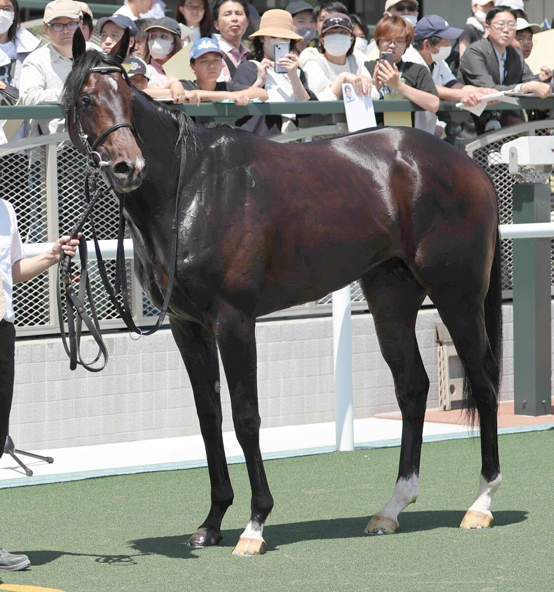 【神戸新聞杯】３戦２勝で重賞初挑戦のバッデレイトは３馬身先着　上村調教師「勝負になってもおかしくない」