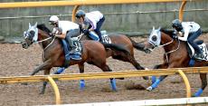 【神戸新聞杯】メイショウタバルが復活へ３頭併せで最先着　浜中俊騎手「リラックスできていました」