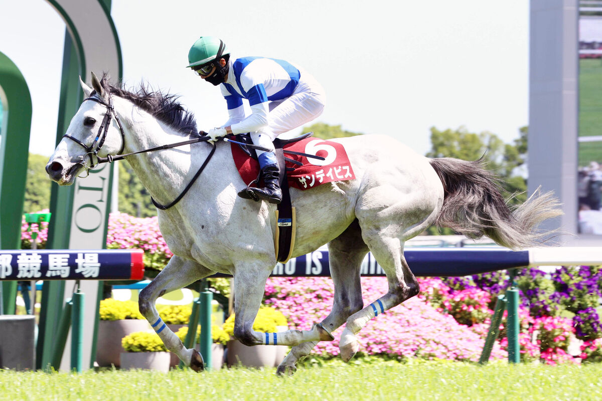 今年の京都ハイジャンプを制したサンデイビスが屈腱炎　９か月以上の休養見込み