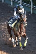 【ローズＳ】狙い目は単勝１５倍以上の経験豊富な実力馬　メンバー最多キャリア８戦馬の一撃に期待