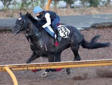 【阪神ジャンプＳ】本格化ムードのテイエムタツマキ　田村太雅騎手「チャンスはあると思っています」