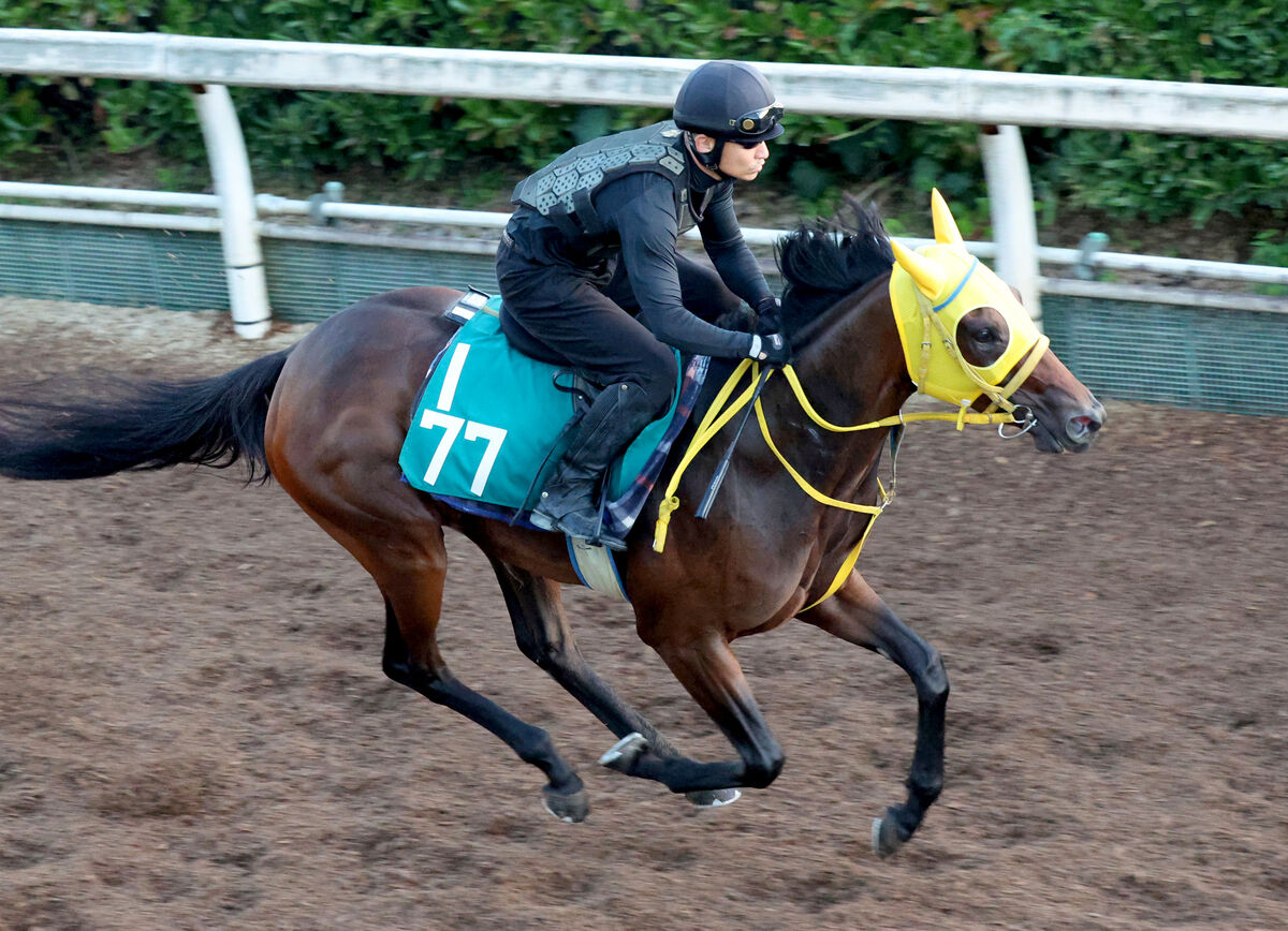 【ききょうＳ】レースに向けて充電完了のブルーレース　宮本調教師「距離が延びても競馬はしやすい」