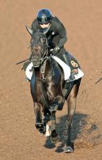 【セントライト記念】報知杯弥生賞馬コスモキュランダは５枠８番　アーバンシックは最内１番　枠順確定