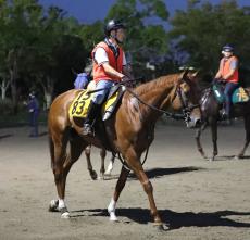 日曜中山競馬場の注目激走馬…中山１１Ｒラジオ日本賞