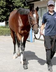 【オールカマー・松末の特注馬】素質馬レーベンスティールは成長著しい　田中博調教師「バランスが良くなった」