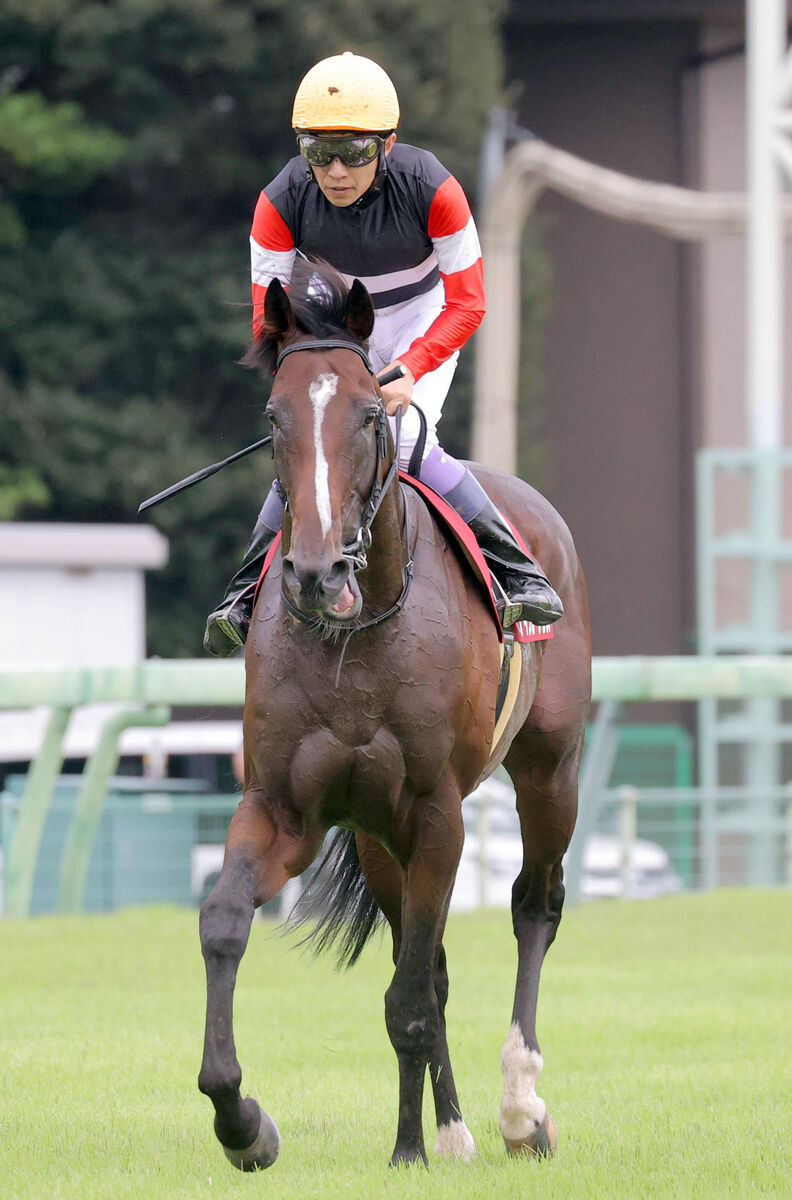 【セントライト記念】武豊騎手は初コンビのスティンガーグラスで５着「はじけそうな感じはあったが…」