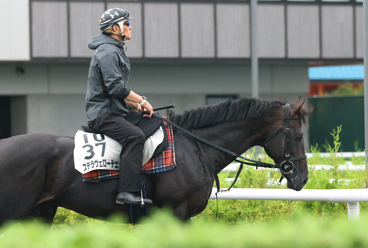 【オールカマー・水納の特注馬】ステラヴェローチェの３年ぶり重賞Ｖに期待　結果を出して秋Ｇ１の主役へ