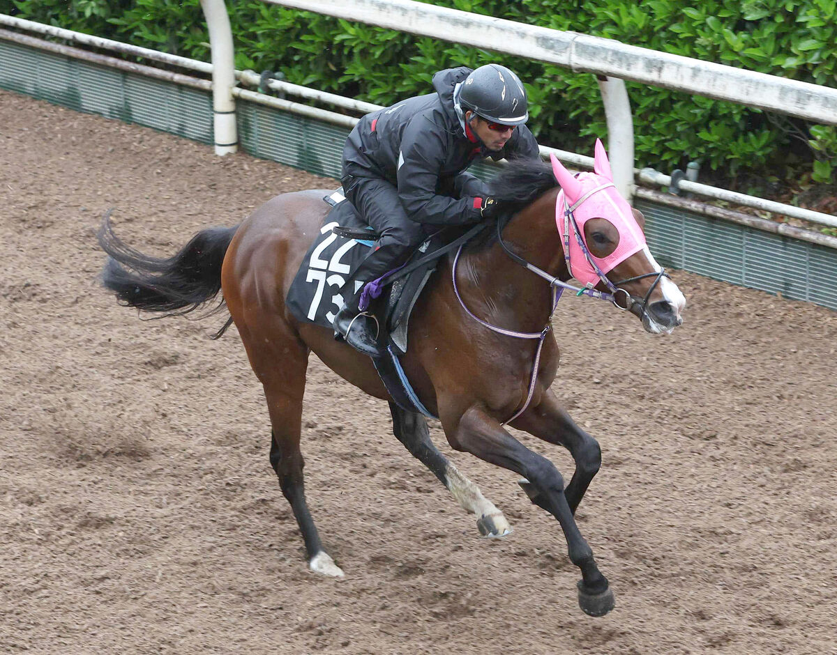 【神戸新聞杯】素質馬ウエストナウは著しく成長　陣営「京都新聞杯のときとは別馬」