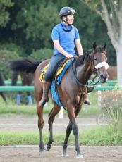 【オールカマー・浅子の特注馬】サリエラが中距離で変わり身示す　国枝調教師も距離短縮を歓迎