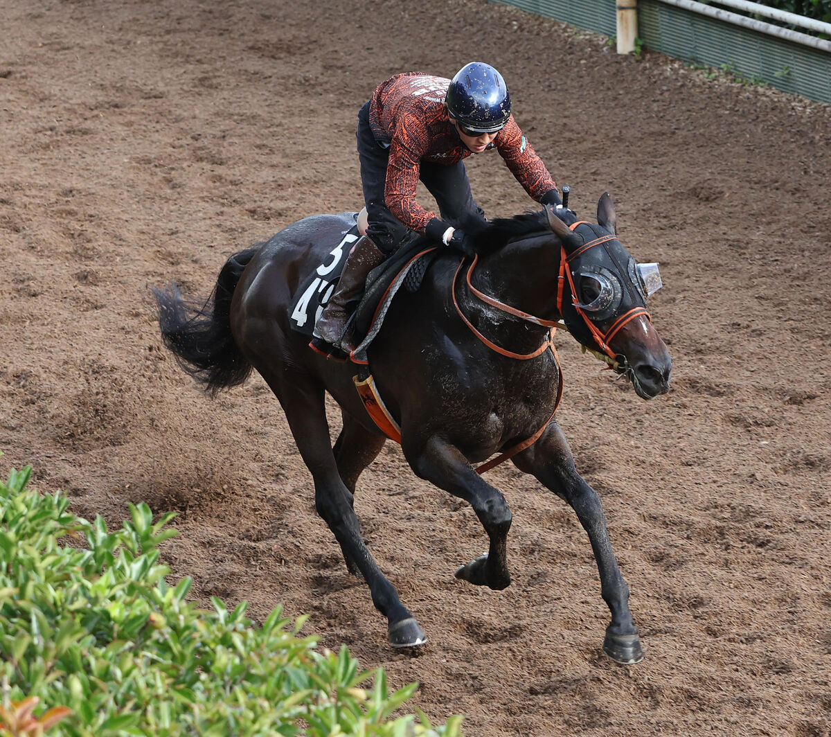 【神戸新聞杯】ショウナンラプンタは坂路で鋭く伸びる　鮫島克駿騎手「左回りはいいイメージがあります」