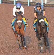 【オールカマー】サリエラは久々コンビの鞍上を背にシャープな走り　戸崎圭太騎手「乗りやすくて順調」