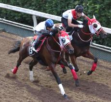 【神戸新聞杯】ミスタージーティーは軽快に登坂　新コンビの北村友一騎手「いい反応をしてくれた」