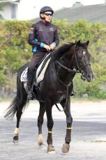 【オールカマー】ステラヴェローチェの追い切りは「すごくうまくいきました」須貝調教師の狙いとは