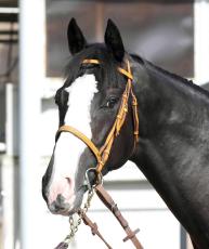 【注目馬動向】ゴンバデカーブースは富士Ｓへ