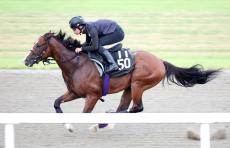 【神戸新聞杯】前日１番人気は前走圧勝のメリオーレム４・２倍　単勝１０倍以下が６頭と大混戦ムード