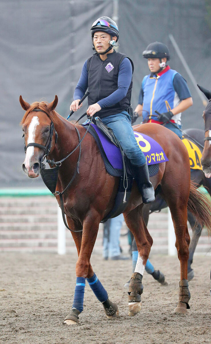 【スプリンターズＳ】菅原明良騎手トウシンマカオでＧ１連勝だ「宝塚記念勝ち自信」