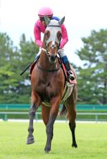 【注目馬動向】メイショウタバルは引き続き浜中俊騎手とのコンビで菊花賞へ　クラシック最終戦での父子制覇目指す