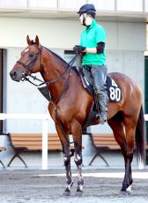 【注目馬動向】サンライズジパングに武豊騎手「乗れます」コンビ継続でジャパンダートクラシックへ