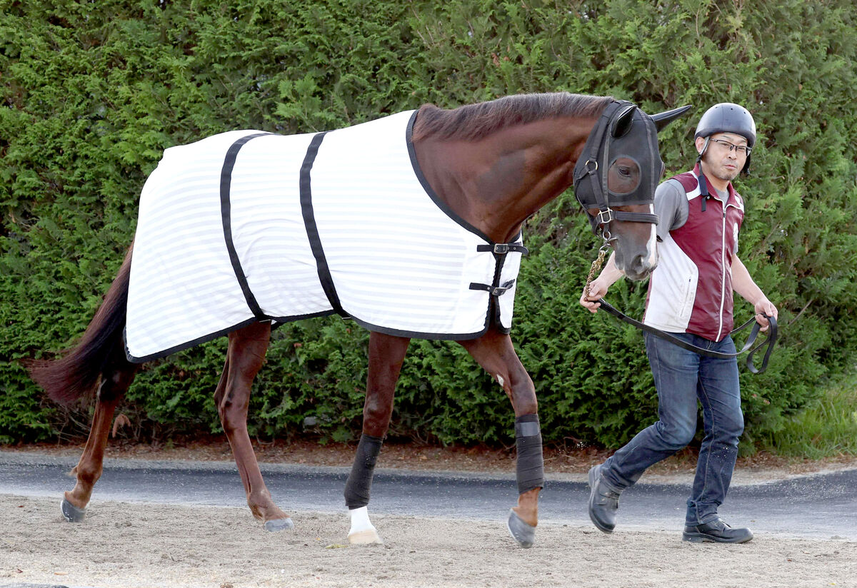 【注目馬動向】セリフォスは富士Ｓに藤岡佑介騎手で出走　過去３戦２勝と好相性のコンビ