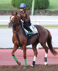 【注目馬動向】デルマソトガケは予定通りルメール騎手と米ＢＣクラシックへ