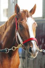 東京競馬場での凱旋門賞パブリックビューイングが時間変更　閉門は２３時４５分に