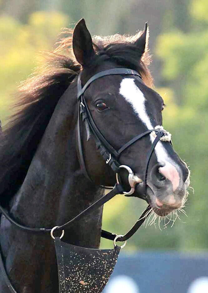 オーギュストロダンはジャパンＣが引退レース　アイルランドで種牡馬入りへ　Ｇ１・６勝のディープ産駒最終世代