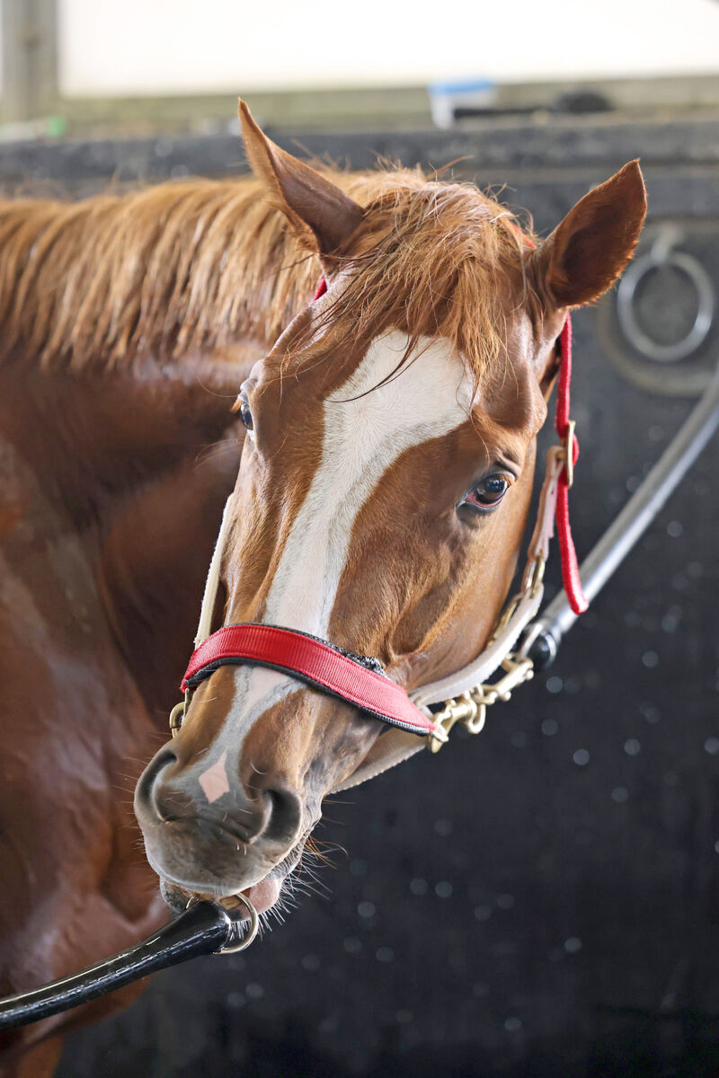 【凱旋門賞】シンエンペラーがＣデムーロ騎手騎乗で追い切り　「この馬にも十分に勝つチャンスはある」