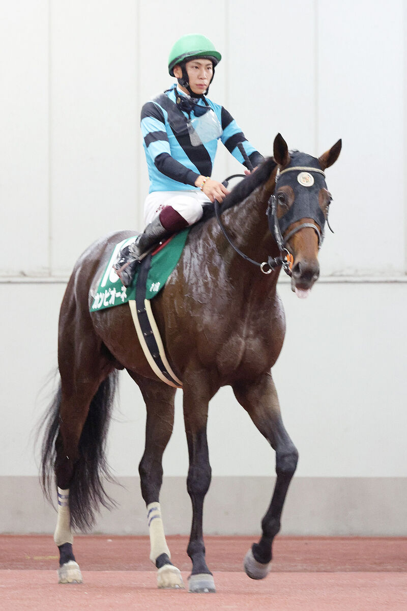 【シリウスＳ】重賞初挑戦の５歳馬カンピオーネ４着　横山武史騎手「バランスや前進気勢が成長」