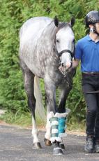 【スプリンターズＳ】春秋スプリントＧ１制覇を狙うマッドクールが中山競馬場へ到着　陣営「リベンジしたい」