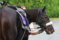 【スプリンターズＳ】混戦模様の秋のＧ１初戦　森泰斗騎手が推した「馬券圏内の計算が立つ馬」は…