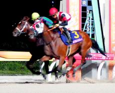 【レディスプレリュード】昨年２着グランブリッジがＶ　川田将雅騎手「やっと勝つことができてホッとしています」