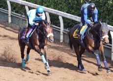 【京都大賞典】グランプリホースのブローザホーンが坂路を軽快　菅原明良騎手「Ｇ１馬として恥ずかしくない競馬を」