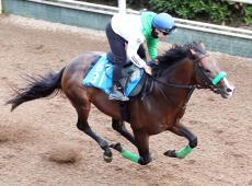 【毎日王冠】エルトンバローズはスピード感抜群　先週Ｇ１制覇の西村淳也騎手×杉山晴厩舎で連覇狙う