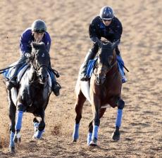 【毎日王冠】天皇賞・秋へ結果がほしいホウオウビスケッツ　奥村武調教師「恥ずかしくない出来にはある」