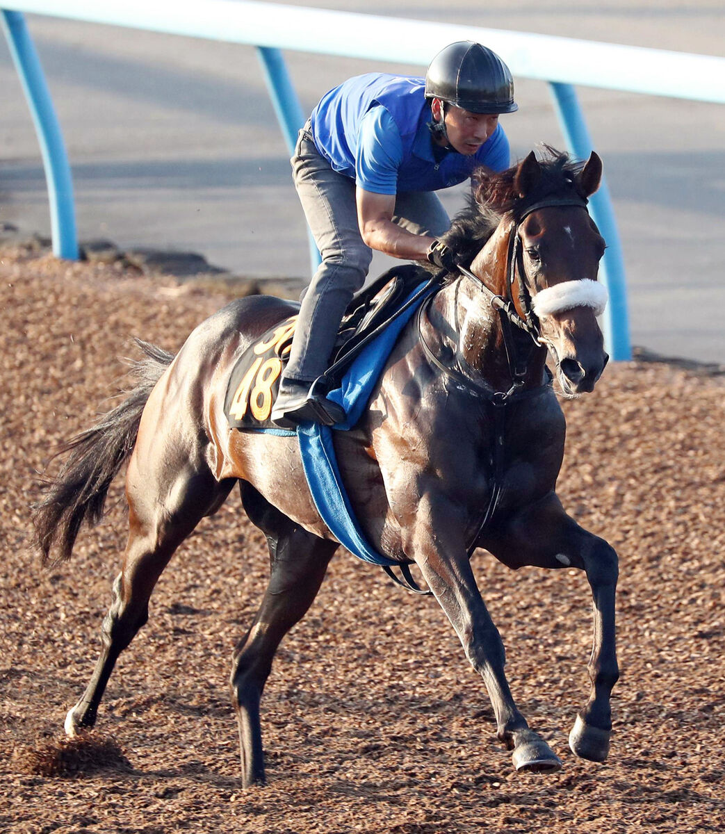 【サウジアラビアＲＣ】アルレッキーノは馬なりでラスト１ハロン１１秒１　陣営「いい調教ができた」