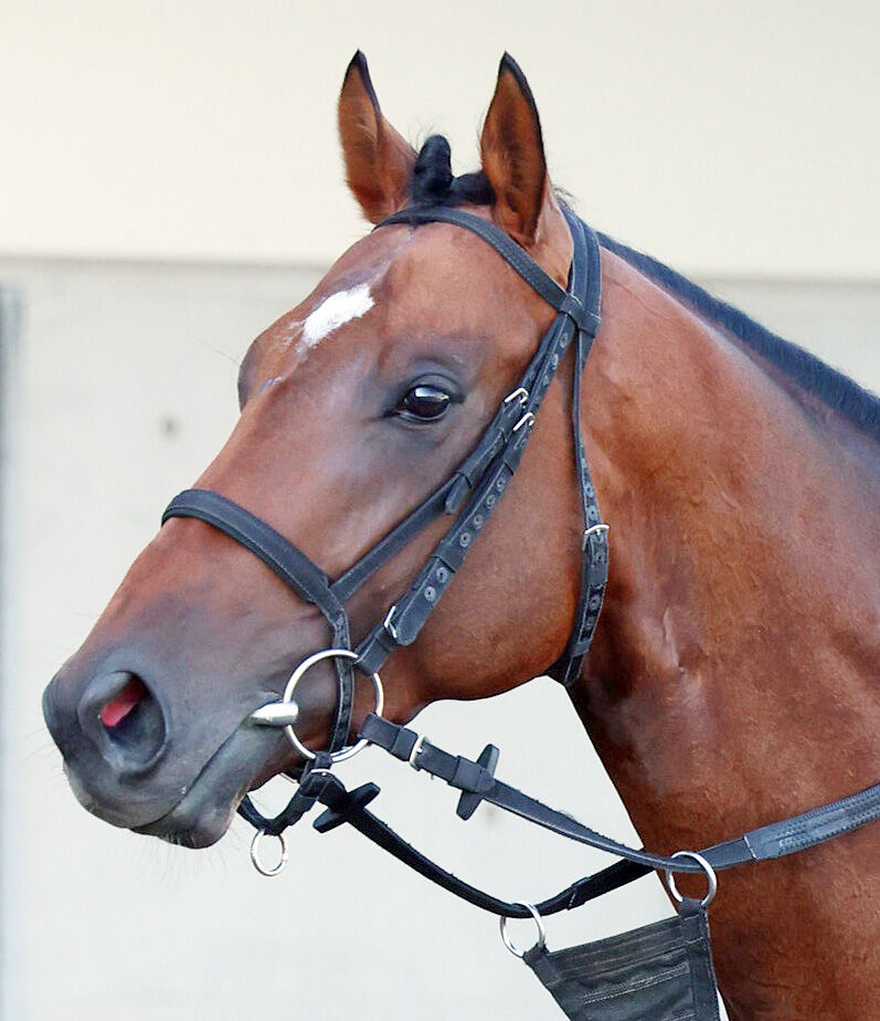 【ジャパンダートクラシック】武豊騎手騎乗のサンライズジパングは３着