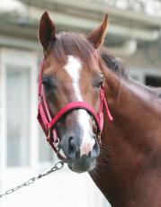 【注目馬動向】スプリンターズＳ５着のウインマーベルはマイルＣＳへ　鞍上は引き続き松山弘平騎手