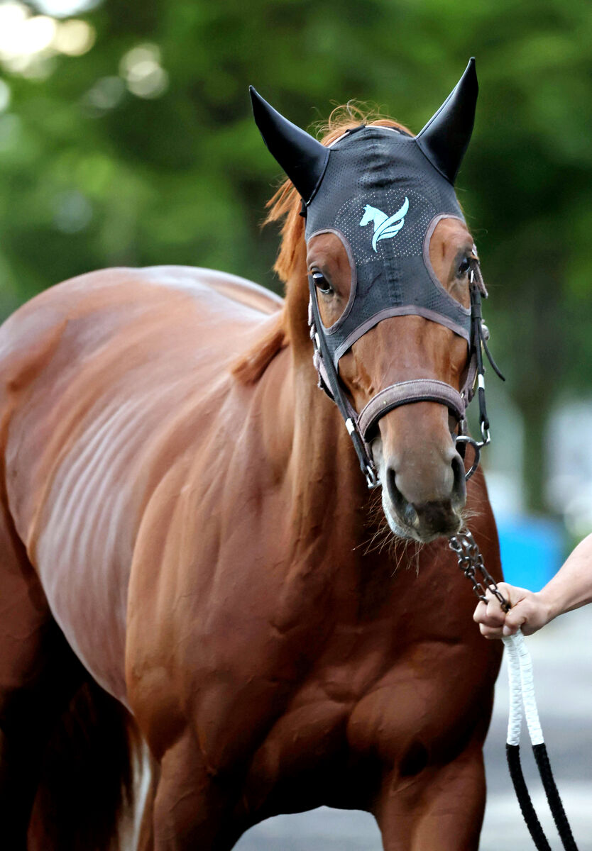 【菊花賞】ダービー馬ダノンデサイル７９秒０の好時計　安田調教師「押してもいないし、抑えてもいない」