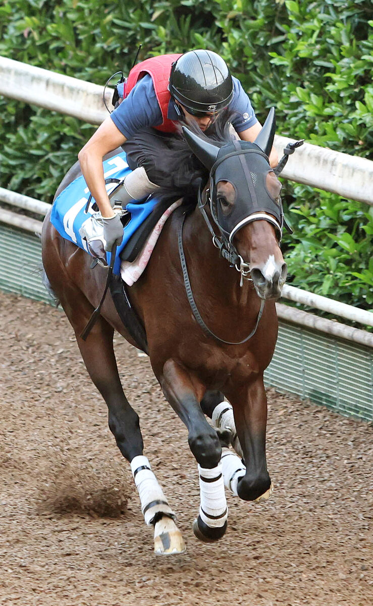 【京都大賞典】操縦性増したドクタードリトルはリラックスして登坂　今野調教師「本当に優等生な馬」