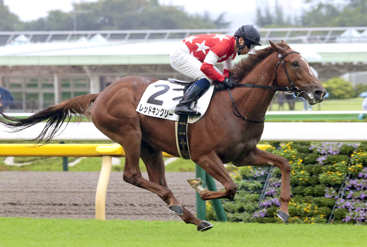 【東京５Ｒ・２歳新馬】１番人気のレッドキングリーが４馬身差Ｖ　北村宏司騎手「いいパフォーマンスでした」