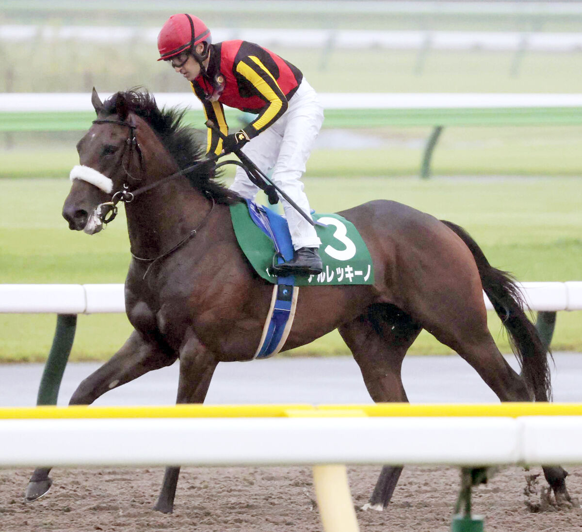 【サウジアラビアＲＣ】単勝１・５倍のアルレッキーノは５着　ルメール騎手「切れなかった。馬場か状態か…」